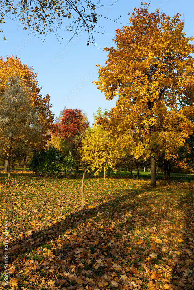 landscape of deciduous trees in the autumn season landscape of deciduous trees in the autumn season
