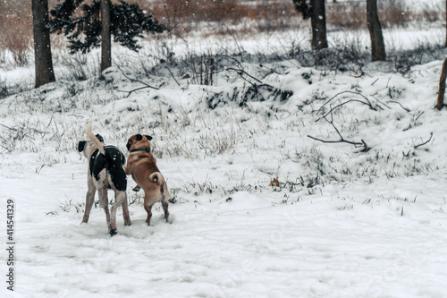 Two dogs are playing in the snow they are both males one is a small purebred brown pitbull with blue-collar and the other is a half-blood stray dog of the forest 