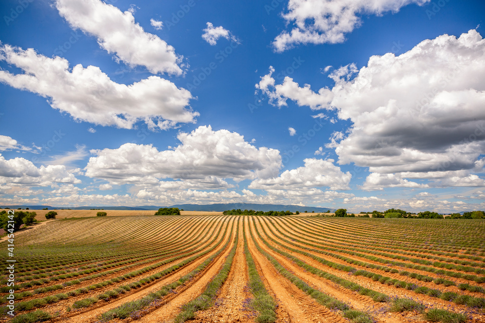 Europe, France, Provence, Valensole Plateau. Field rows of cut lavender.