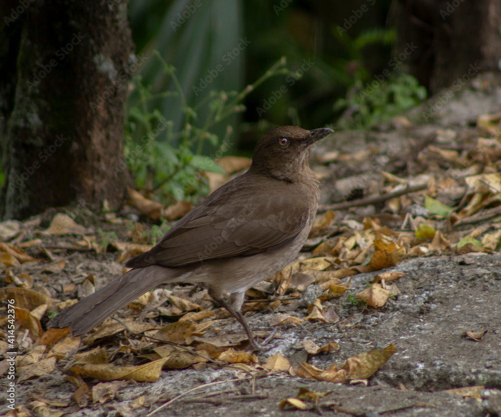 bird on the ground staring at the camera (Turdus ignobilis) Colombia bird on the ground staring at the camera (Turdus ignobilis) Colombia