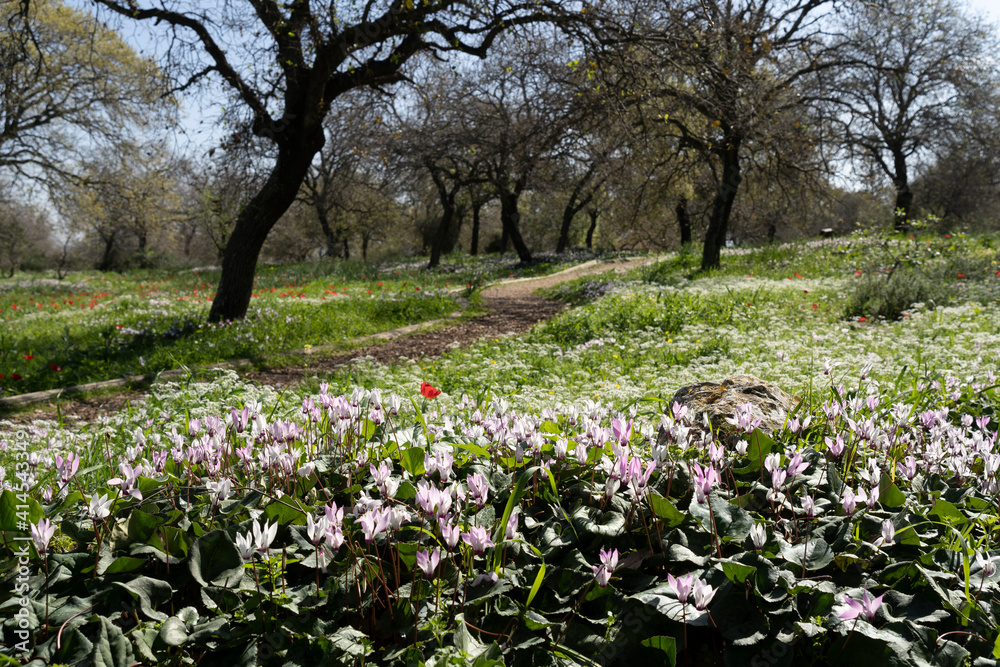 Typical Galilee landscape with Cyclamen and Ranunculus blooming Typical Galilee landscape with Cyclamen and Ranunculus blooming