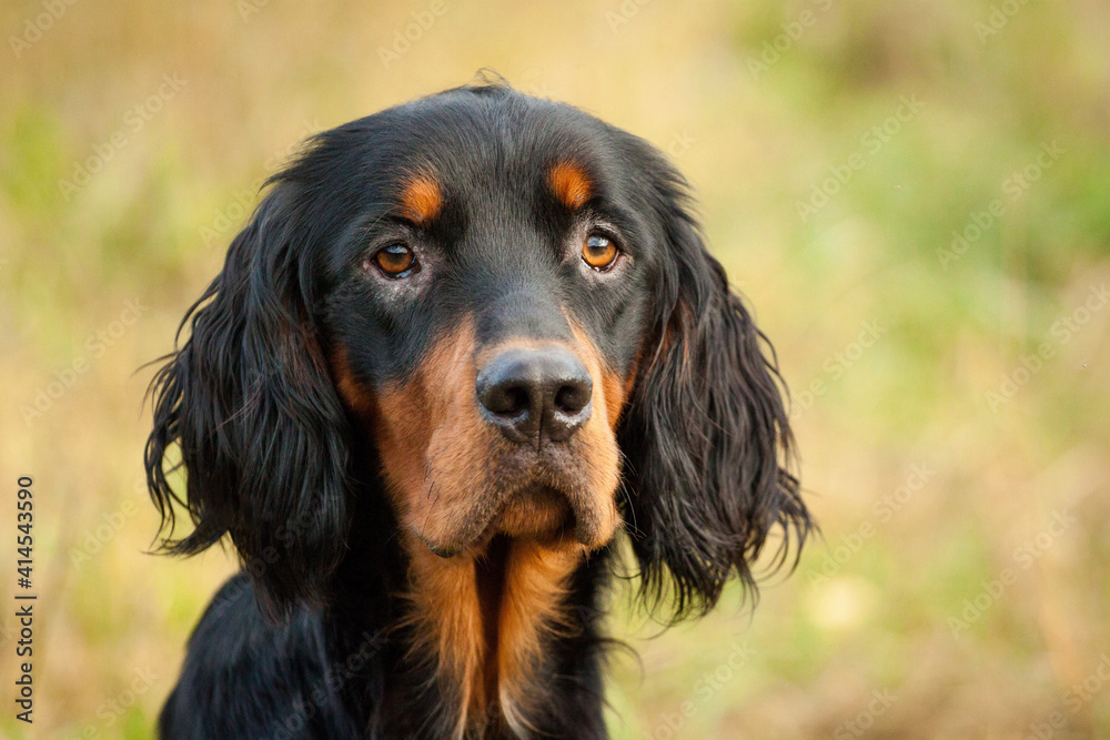 gordon setter dog head portrait outside in green and yellow grass