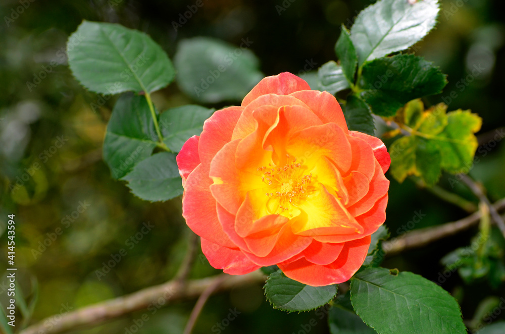 Rosa 'Joseph's Coat' in flower. Iturraran Botanical Garden. Basque Country. Spain Rosa 'Joseph's Coat' in flower. Iturraran Botanical Garden. Basque Country. Spain