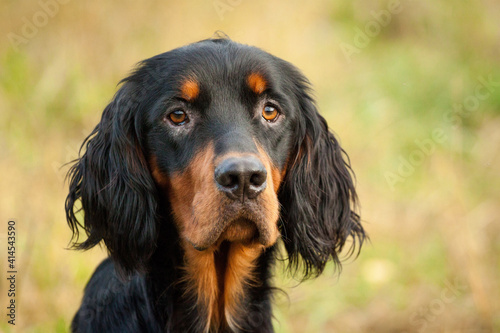 gordon setter dog head portrait outside in green and yellow grass photo