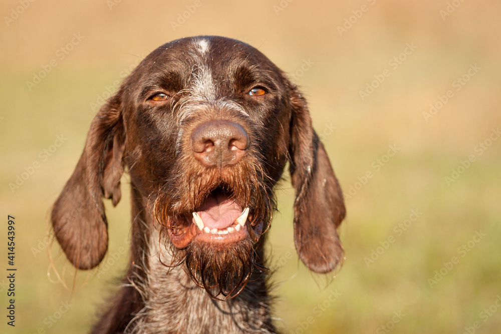 wirehaired german pointer dog head portrait outside