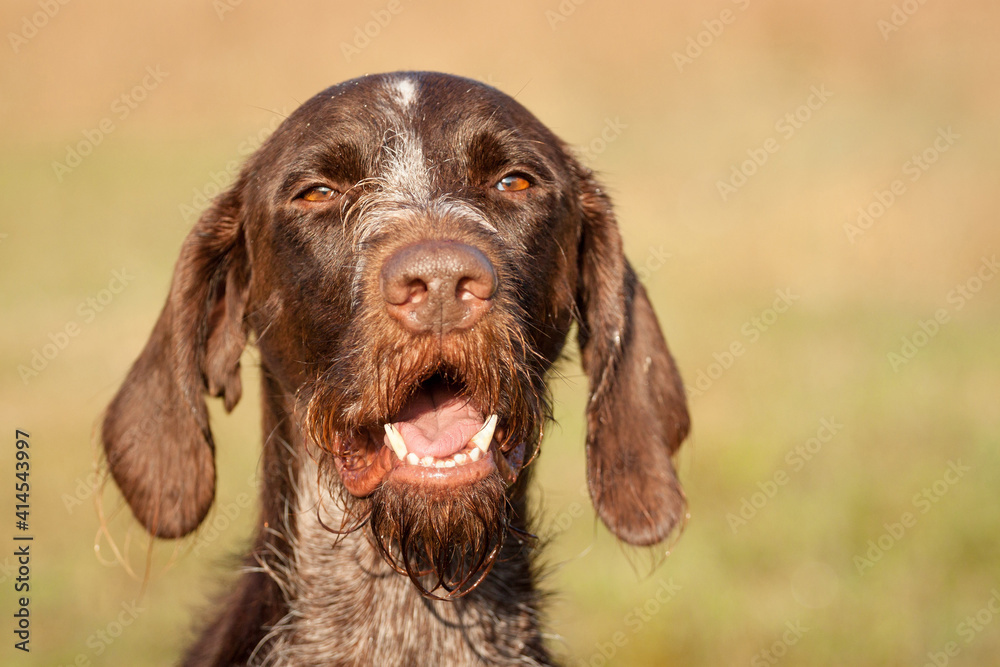 wirehaired german pointer dog head portrait outside wirehaired german pointer dog head portrait outside
