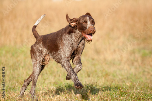 wirehaired german pointer dog running outside in green and yellow grass