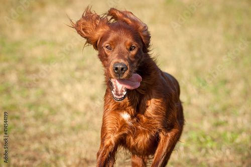 lovely irish setter running outside in green and yellow grass