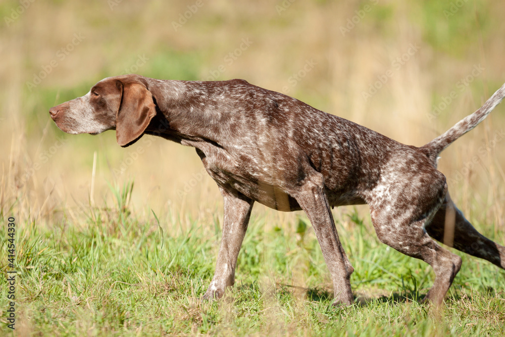 shorthaired german pointer dog pointing outside in green grass
