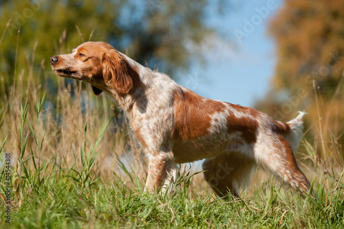 Wallpaper Mural brittany spaniel dog pointing outside in green grass