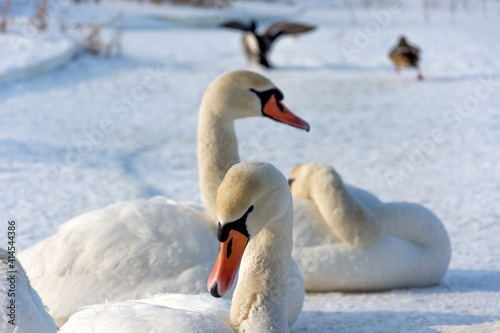 Several white and wild swans resting on an ice-covered lake. The sun warms their wings and feathers.