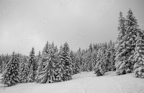 Panorama of the foggy winter landscape in the mountain © Melinda Nagy