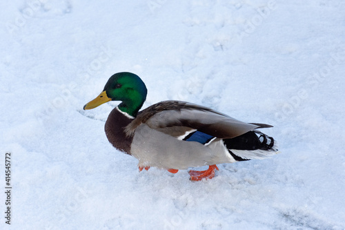 A colorful mallard duck. In the background, white snow on a beautiful winter day.