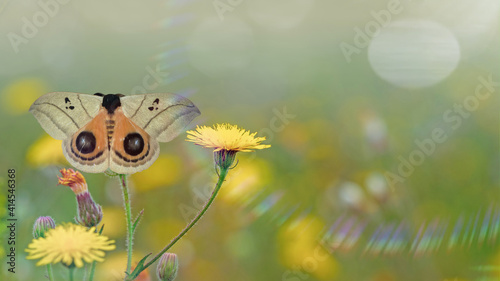 Butterfly with a pattern of eyes on the wings (peacock eye) and a yellow dandelion on the meadow background in the sun rays. Automeris curvilinea saturniidae moth with open wings.