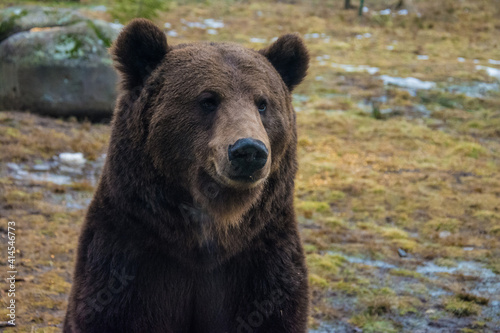 Close up big brown bear in forest © Melinda Nagy