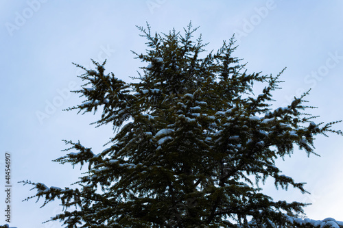 snowy pine tree background