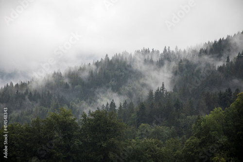 Fototapeta Naklejka Na Ścianę i Meble -  Europe, Germany, Bavaria, Berchtesgaden, Hillside Forest in Early Morning Fog