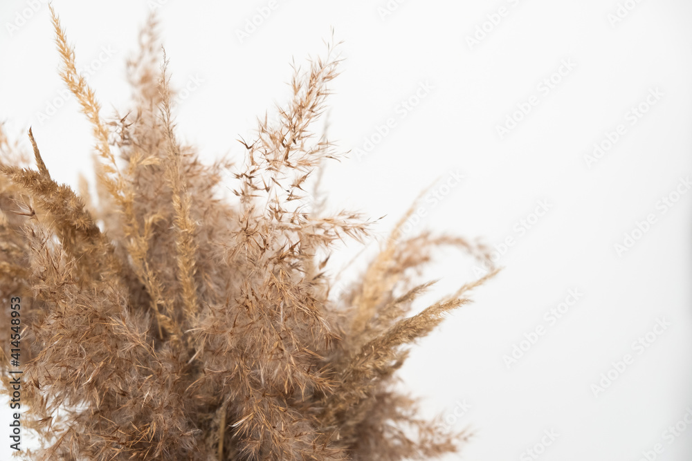 dried flowers on a white background dried flowers on a white background