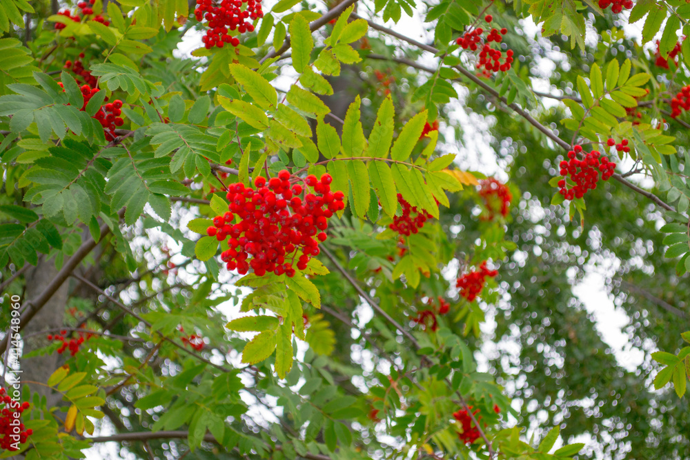 rosehip rosehip