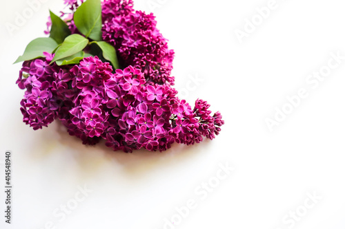 mockup postcard with spring flowers. branch of lilac on white background and space for text 