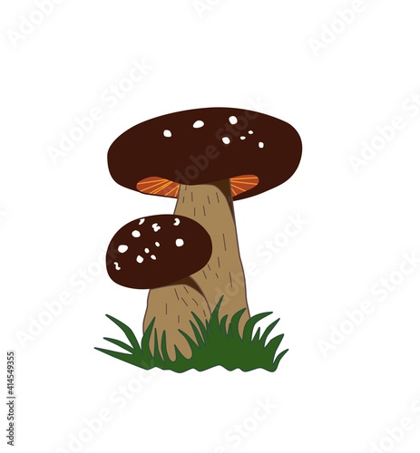 King Bolete . Great for using a vegetarian recipe or a travel guide design. Vector color illustration of a mushroom.
