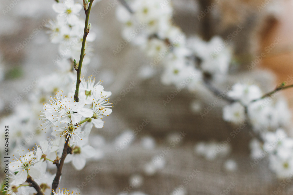 Happy Easter! Blooming cherry branch close up on rustic background of linen napkin