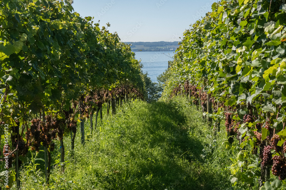 Winery and grape vine in vineyard on Lake Bodensee Obersee in Southern Germany.