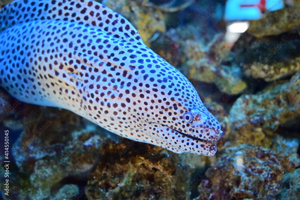 Brown fish Brown fish