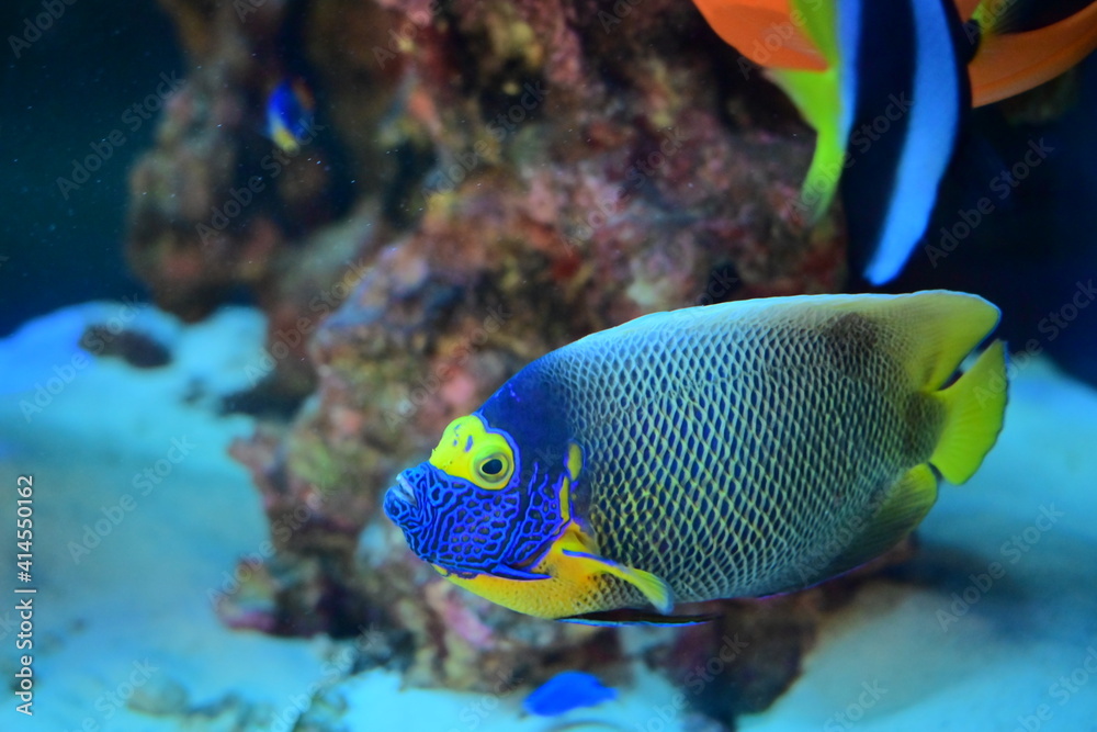 Tropical waters fish Tropical waters fish