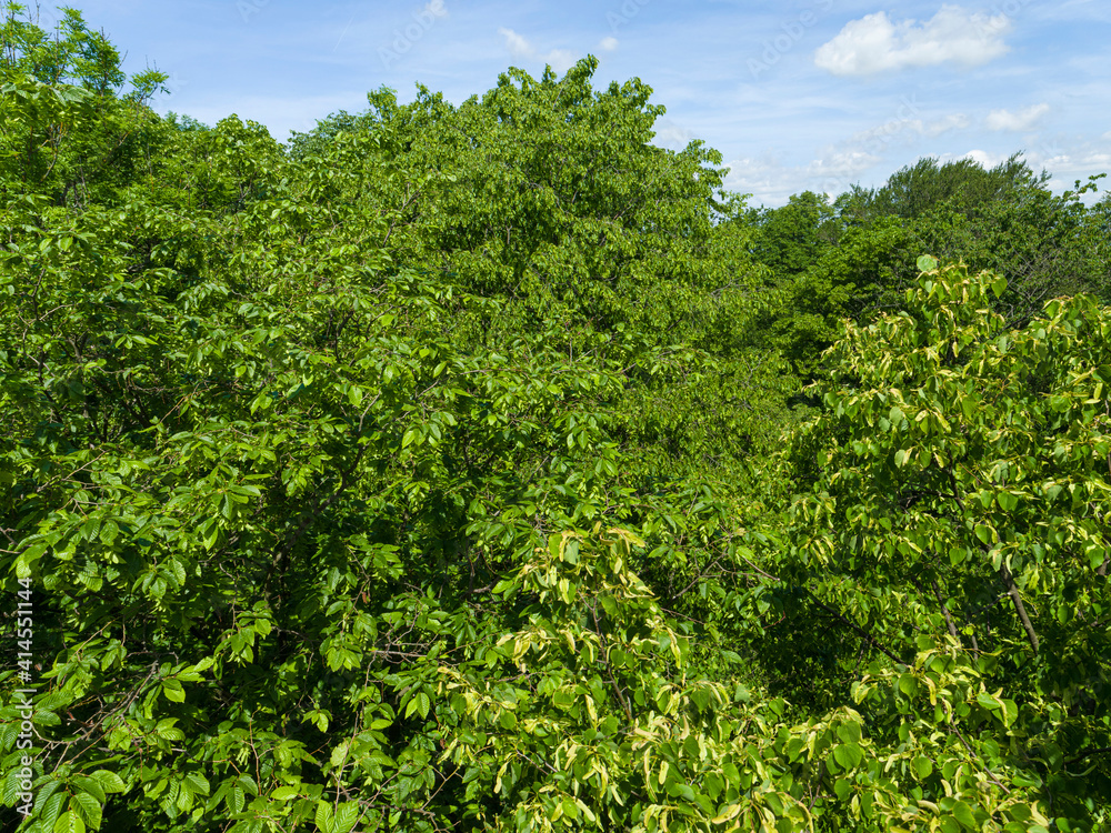 The canopy seen from the Canopy Walk, the Thuringian Forest Nature Park, part of the UNESCO World Heritage Site. Primeval Beech Forests of the Carpathians and the Ancient Beech Forests of Germany.