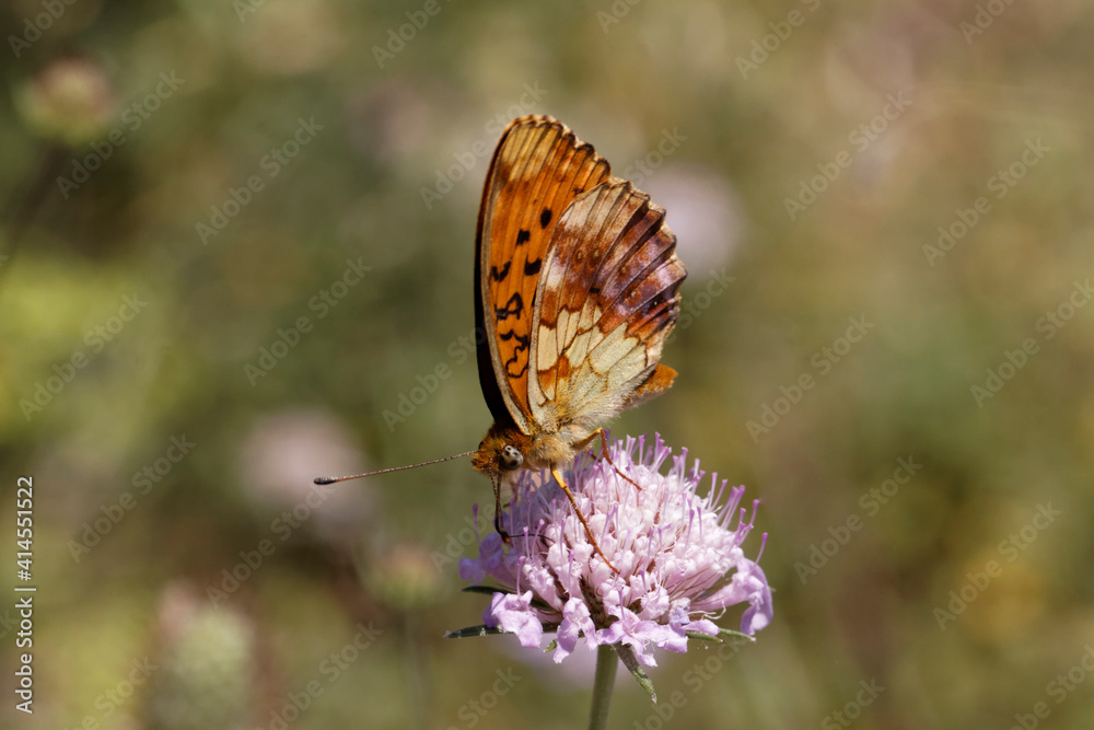 Obraz premium Brenthis daphne, Marbled Fritillary