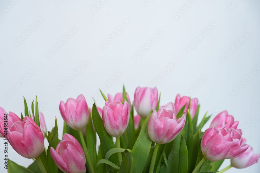 pink tulips on white background