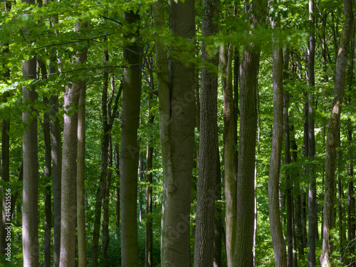 The Thuringian Forest Nature Park  part of the UNESCO World Heritage Site. Primeval Beech Forests of the Carpathians and the Ancient Beech Forests of Germany.