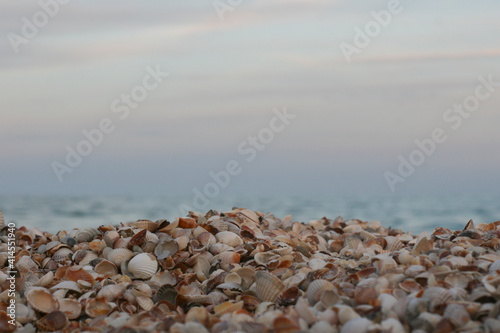 Mixed colorful sea shells on a sea shore as background