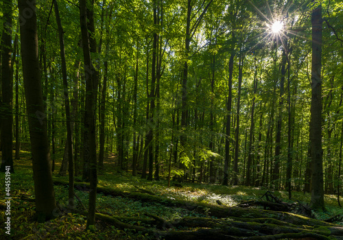 The Thuringian Forest Nature Park, part of the UNESCO World Heritage Site. Primeval Beech Forests of the Carpathians and the Ancient Beech Forests of Germany. © Danita Delimont