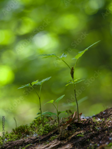 Seedling on deadwood. The Thuringian Forest Nature Park, part of the UNESCO World Heritage Site. Primeval Beech Forests of the Carpathians and the Ancient Beech Forests of Germany.
