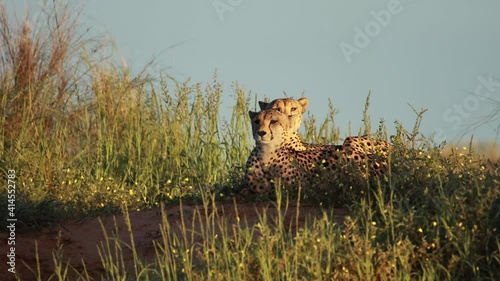 Two Cheetah brothers laying on a dune in the Kgalagadi Transfrontier Park in golden light.