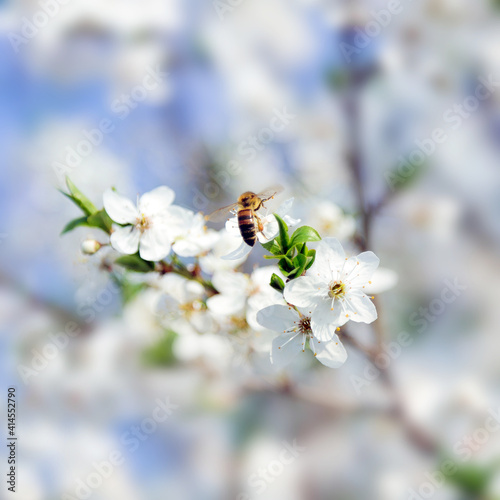 honey bee blur background