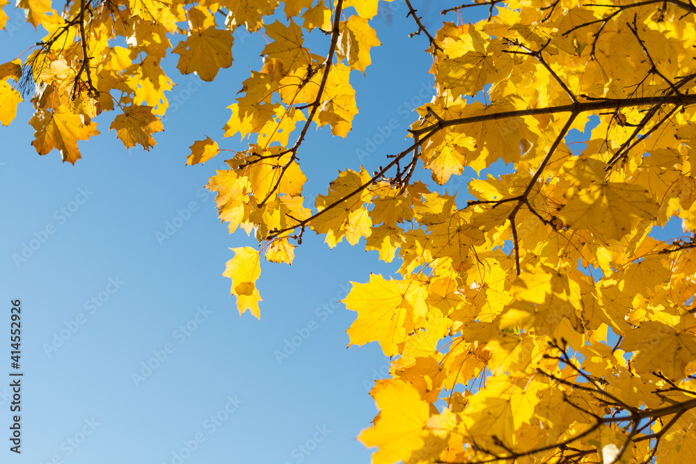 Sun Shines Through Intensely Discolored Fall Leaves - Copy Space