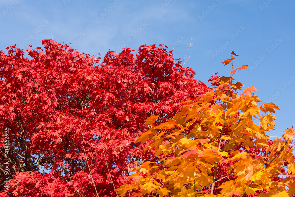 Bright Colors Of Autumn Deciduous Trees Under A Cloudless Sky Bright Colors Of Autumn Deciduous Trees Under A Cloudless Sky