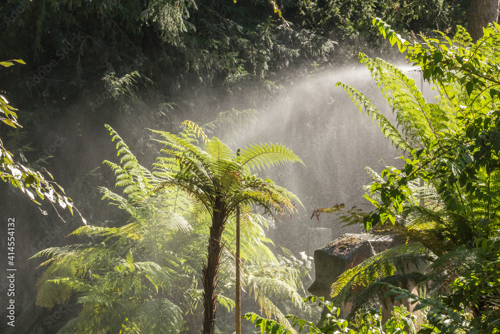 Dicksonia squarrosa, Rough tree fern, Slender tree fern, New Zealand tree fern Dicksonia squarrosa, Rough tree fern, Slender tree fern, New Zealand tree fern