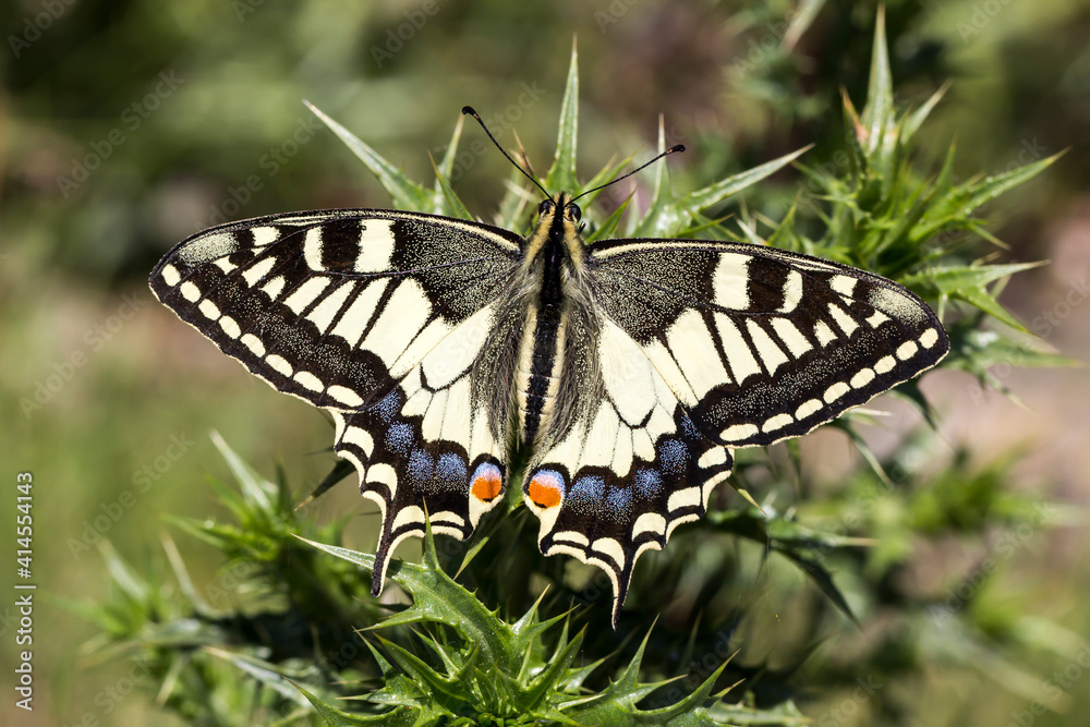 Papilio machaon, Swallowtail butterfly from Italy, Europe