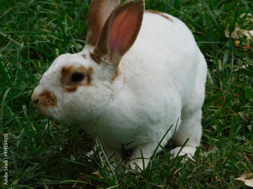 Bunny Conejo Rabbit Conejos naturaleza nature