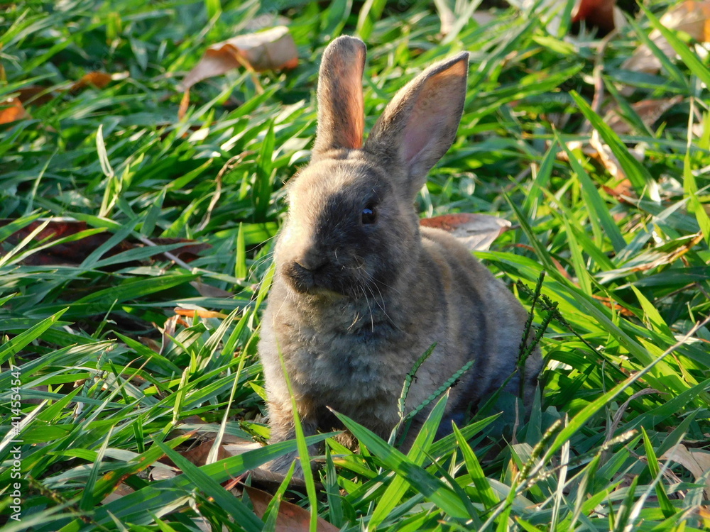 Fototapeta premium Bunny Conejo Rabbit Conejos naturaleza nature