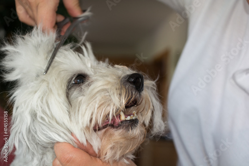 White Dog In The Pet Grooming