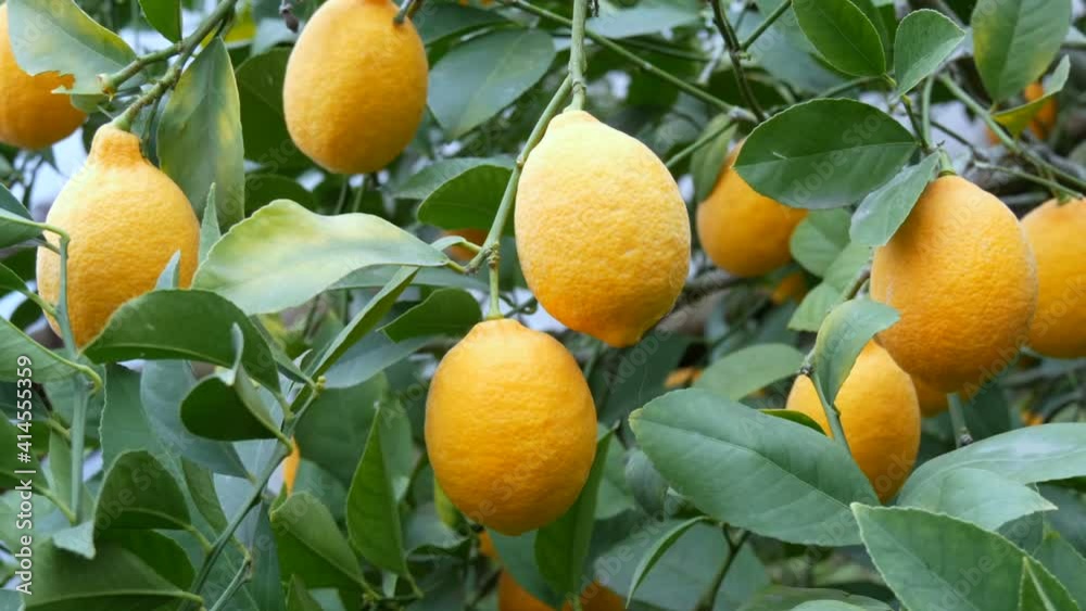 A big quantity of ripe lemons on a lemon tree. Harvest ripe juicy lemons on a tree in a lemonaria greenhouse. Ripening fruit in the garden.