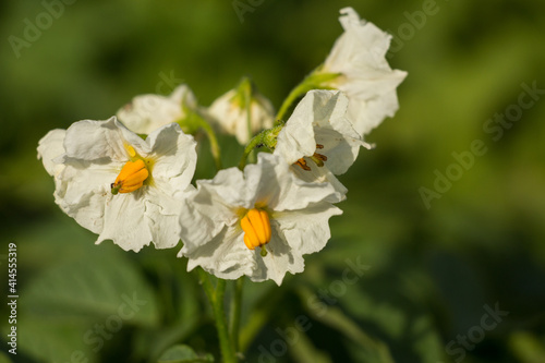potato blossom