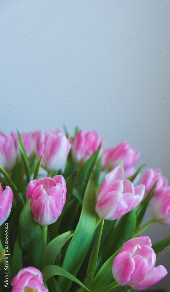 pink tulips on white background pink tulips on white background