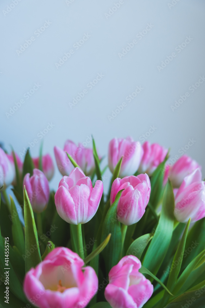 Fototapeta premium pink tulips on white background