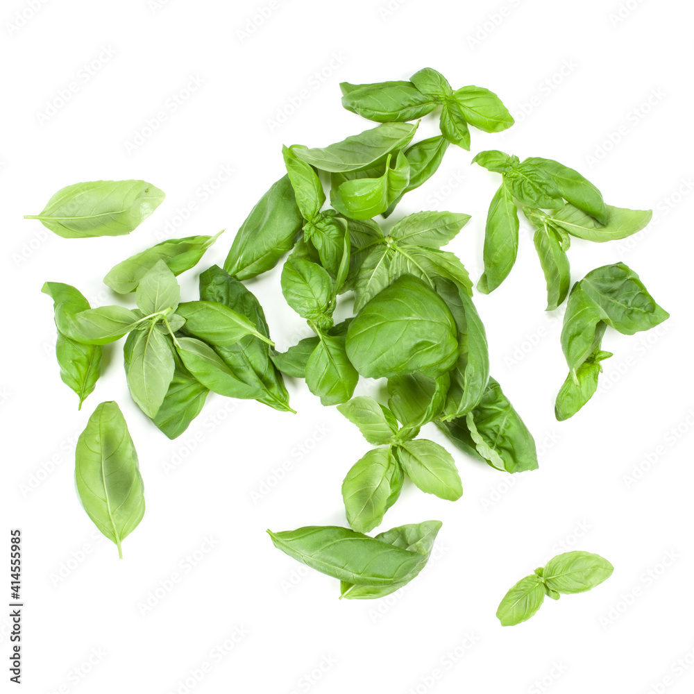 Sweet Genovese basil leaves background arrangement isolated on white. Top view. Sweet Genovese basil leaves background arrangement isolated on white. Top view.